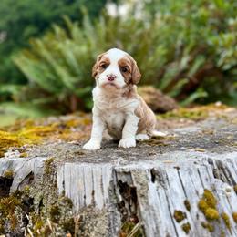 Cinderella (Teal Collar) - Red female Bernedoodle puppy in Stanwood, Washington from Butter Cup Pups and Paws