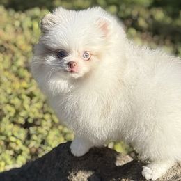 Lander - Lavender male Pomeranian puppy in Stockton, California from Pommiepalace
