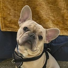 French Bulldogs from Better Breed LLC