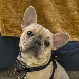 French Bulldogs from Better Breed LLC