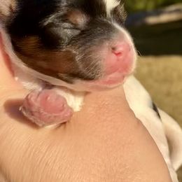Biewer Terrier Puppies from Petit Bijou