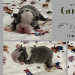 Gordon - Blue male Boston Terrier puppy in El Paso, Texas from Little Mister and Little Miss Boston Terriers