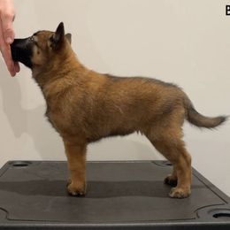 Black Collar - Fawn female Belgian Malinois puppy in Cameron, North Carolina from Wildheart Belgian Malinois