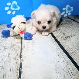 Biscuit - Cream and white male Chihuahua puppy in Redding, California from Akc ivy league chihuahua .  Com