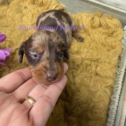 Purple - Dapple female Dachshund puppy in Leoma, Tennessee from Southbound Kennel