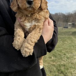 Goldendoodle Puppies from Lynn Fontaine