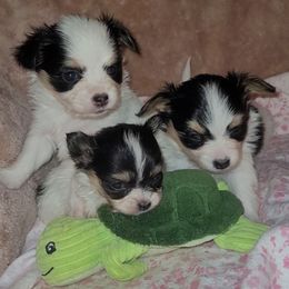 Girl 2 - White black and tan female Papillon puppy in Florida from Tammy's Papillon Playpen