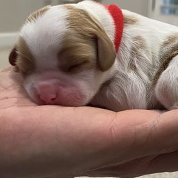 Cavalier King Charles Spaniel Puppies from Kids and Canines