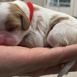Cavalier King Charles Spaniel Puppies from Kids and Canines