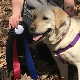 Ruby - Labrador Retriever