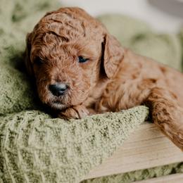 Rosemary - Red  female Goldendoodle puppy in Patterson, California from Dooling Doodles