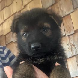 Brown Collar - Black and tan male German Shepherd puppy in Kansas, Ottawa, Kansas from Import German Shepherds of Kansas