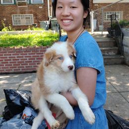 Border Collie Puppies from Darrowby Border Collies