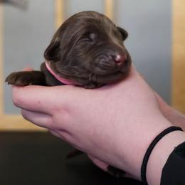 Colbie - Chocolate female Labrador Retriever puppy in Macomb, Missouri from Hicks Family Homestead