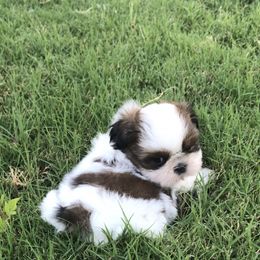 Shih Tzu Puppies from Willow Lane Shih Tzus
