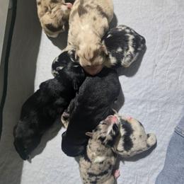 Blue merle (with tail) - Blue merle male Australian Shepherd puppy in Rainsville, Alabama from Chaparro Farm