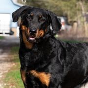Séance - Beauceron