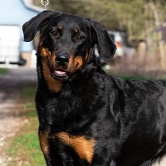 Séance - Beauceron