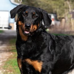 Séance - Beauceron