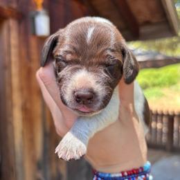 Chai - purple collar - Liver roan female German Shorthaired Pointer puppy in Mokelumne Hill, California from Underhill GSP
