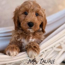 Mr. Laurie - Apricot male Goldendoodle puppy in Sacramento, California from Dandy Doodles Goldendoodles