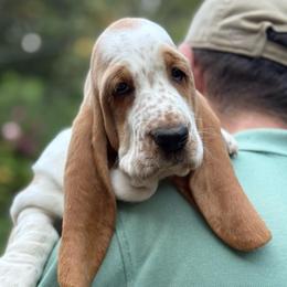 Teddy - Red and white male Basset Hound puppy in Poplar Bluff, Missouri from Ozarks Bassets