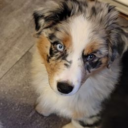 Australian Shepherds from LieberAussie
