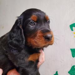 Boy 2 - Black and tan male Gordon Setter puppy in Milton, Florida from Katherine's Golden Retrievers, Gordon Setters, and English Setters
