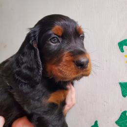 Boy 2 - Black and tan male Gordon Setter puppy in Milton, Florida from Katherine's Golden Retrievers, Gordon Setters, and English Setters