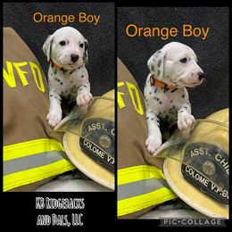 Orange Boy - White and black male Dalmatian puppy in Colome, South Dakota from KB Ridgebacks and Dals, LLC