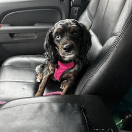 Josie - Cockapoo