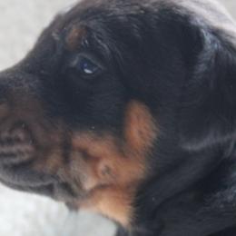 Doberman Pinschers from Dobies of WV