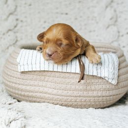 Brown Collar Boy - Red male Cavapoo puppy in Duncan, South Carolina from Abner Creek Poodles & Doodles