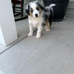Miniature Australian Shepherd Puppies from Wishing Tree Minis