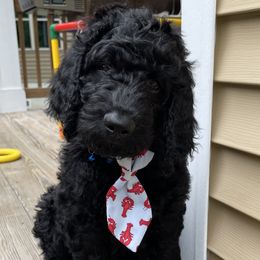 MOOSE - Black Labradoodle puppy in Raleigh, North Carolina from Denalibear Doodles