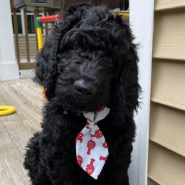 MOOSE - Black Labradoodle puppy in Raleigh, North Carolina from Denalibear Doodles