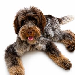 Cads - Australian Labradoodle