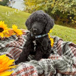 Boy THREE - Black male Poodle puppy in Detroit, Michigan from QaeQaePups LLC