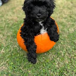 Cavapoo, Cockapoo, Goldendoodle, and Maltipoo Puppies from Perdue Puppies