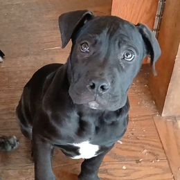Yellow girl - Boerboel puppy from Flanders Kennels LLC