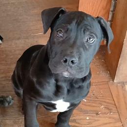 Yellow girl - Boerboel puppy from Flanders Kennels LLC