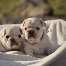 French Bulldog Puppies from Top Hat Ranch