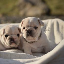 French Bulldog Puppies from Top Hat Ranch