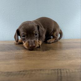 Latte (Rhody) - Chocolate and tan male Dachshund puppy in Live Oak, Florida from Johnson’s Weiner Farm