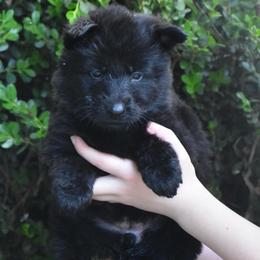 Purple Collar Black female - Black female German Shepherd puppy in Marianna, Florida from Haus M Godwin
