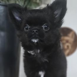 AKC Brave Boss - Black male Chihuahua puppy in Brooklyn, New York from Nadezhda's Chihuahuas