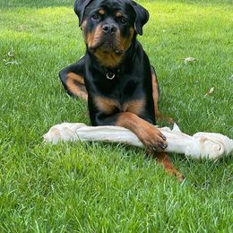Rottweiler Puppies from Bronx Von Bridges Rottweilers