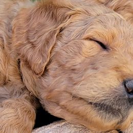 Goldendoodles from Q Doodles
