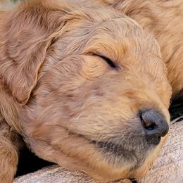 Goldendoodles from Q Doodles