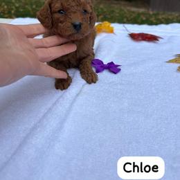 Chloe - Red  female Goldendoodle puppy in Mint Hill, North Carolina from DoodleForever